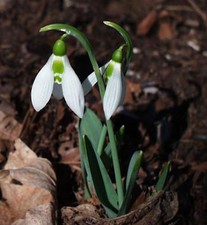 Greater Snowdrop - Galanthus