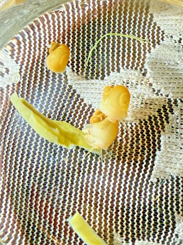 Juvenile gold mystery - juvenile,