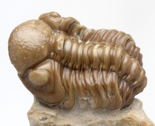 TRILOBITE Fossil Specimen