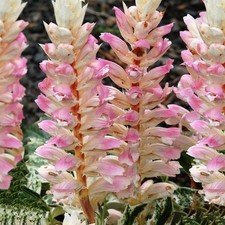 Acanthus Tasmanian Angel - Bears Breeches | Herbaceous Potted Garden Plant