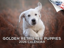 Golden Retriever Pups Dog