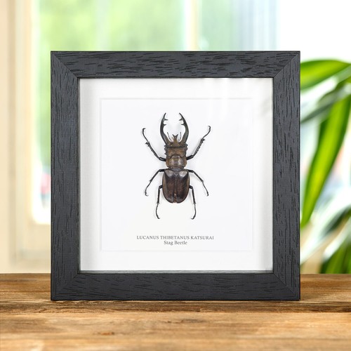 Stag beetle taxidermy box - taxidermy,