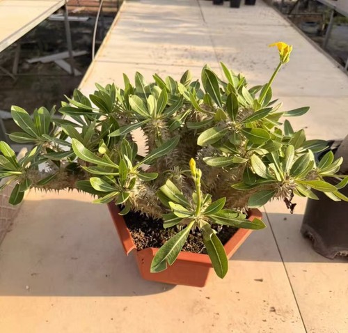 Canopy spread 45cm pachypodium - 45cm,