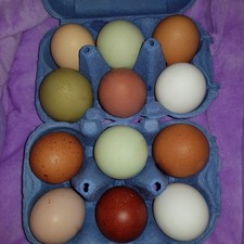 Pack of 6 h@tchng f€rtil€