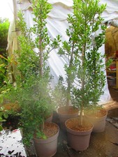 Large 5ft-5.5ft EVERGREEN