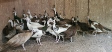24 Peacock Hatching Eggs