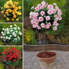 Mixed Standard Roses, 4 x Bare Root Tree Rose, For Outdoor, Easy To Grow, Mixed