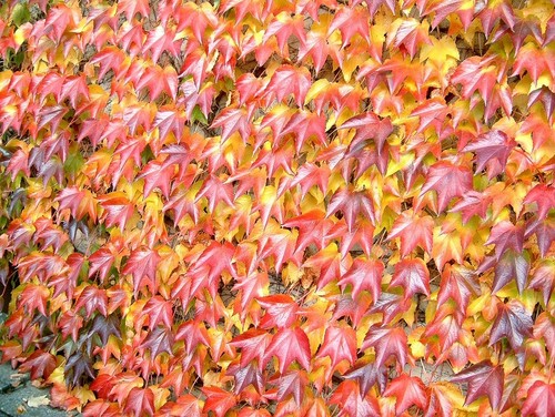 Parthenocissus tricuspidata-