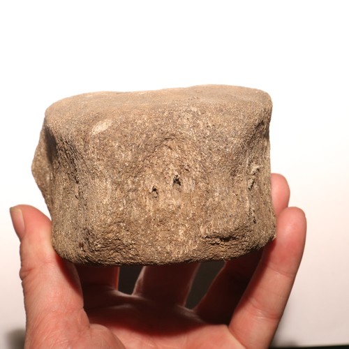 Giant dinosaur vertebrae - giant,