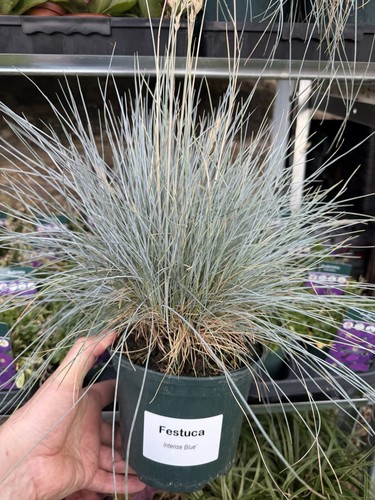 Festuca glauca evergreen - festuca,