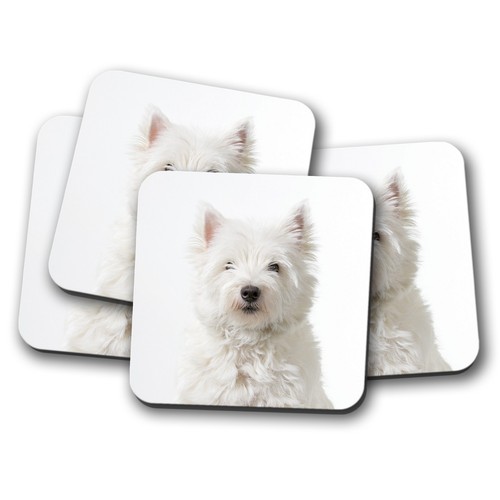 Set white westie dog - -,