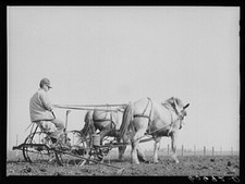 8" x 10" 1940 Photo Using two-row horse-drawn corn planter. Grundy County