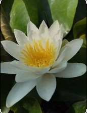Alba White water lily - aquatic pond  plants 