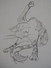 Pencil drawing cat - , grooming