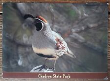 USA Birds postcard - GAMBEL'S QUAIL in Chadron State Park, Nebraska