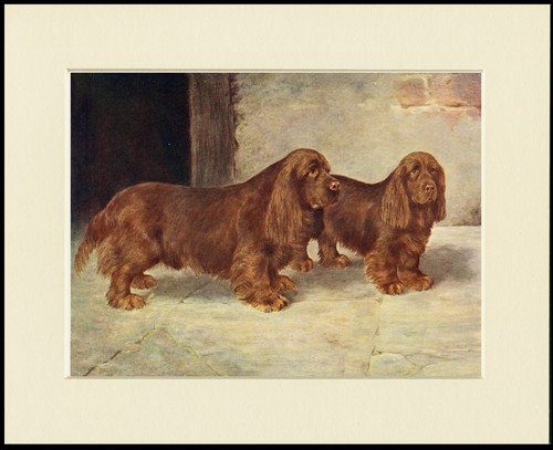 Sussex spaniel dog - art, print