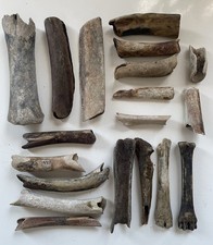 Animal Bones Home Decor