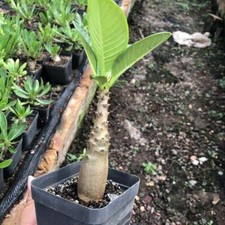 1/3/10PCS Rare  Pachypodium baronii var windsorii Random