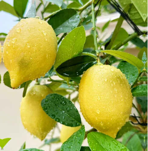 Lemon tree seeds - lemon,