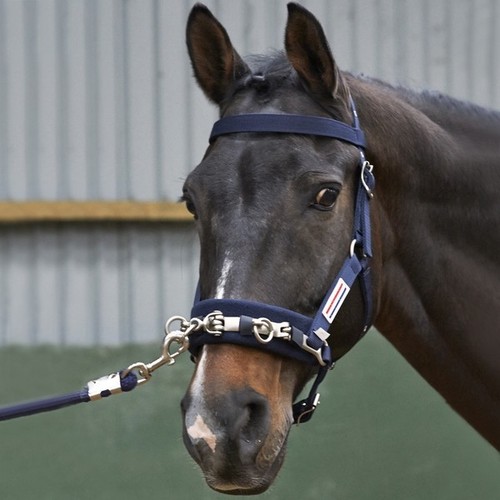 Whitaker lunge cavesson - lunge,