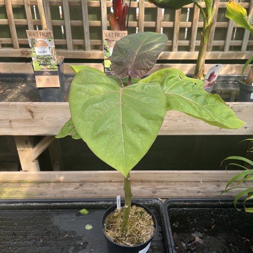 Cyphomandra betacea tree - betacea,
