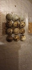 Cotournix Quail Hatc***g Eggs