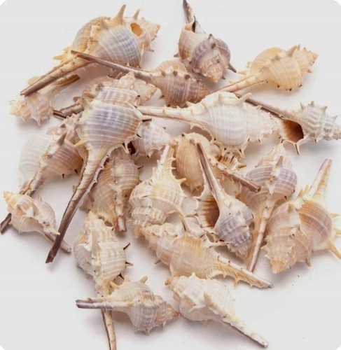 Murex trapa sea snail shells - trapa,