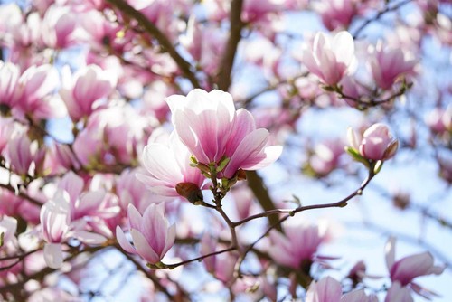 Magnolia soulangeana tree - magnolia,