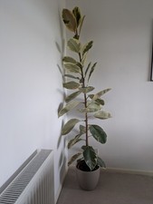 Indoor House Plant, Rubber Plant, Including Pot, Easy Care