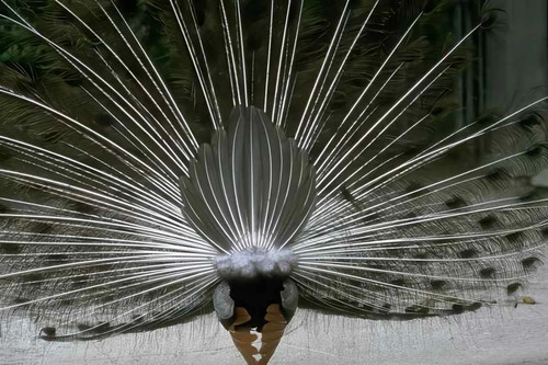 White peacock feathers - feathers, a4