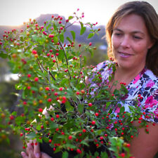 Supersize Chilli Plug Plants