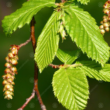 Carpinus betulus common - betulus, |