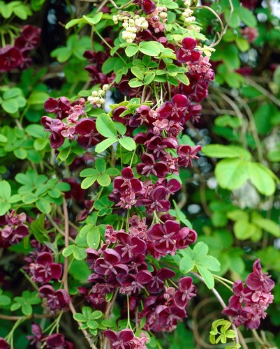 Akebia quinata chocolate vine - akebia,