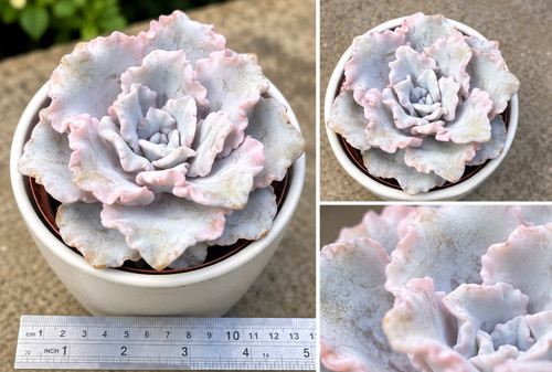 Echeveria crispate beauty - beauty,