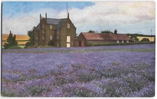 Heacham Norfolk Caley Mill Lavender - Vintage Postcard W09