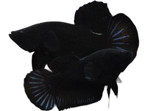Pair bettas super - pair, of