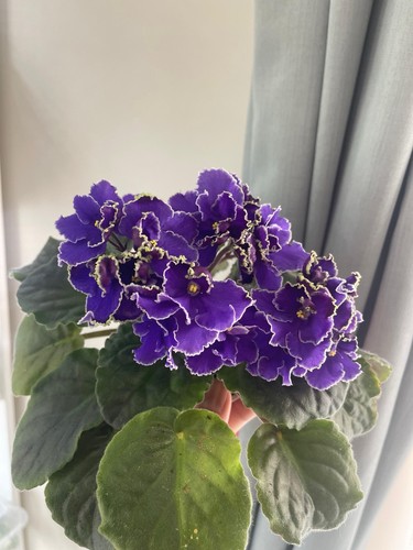 African violets one - violets,