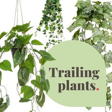 Blooming Artificial - Faux Hanging Trailing House Plants - In / Outdoor Potted