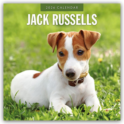 Jack russells 2026 square wall - 2026,