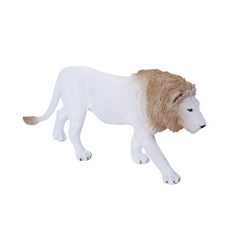 Mojo male white lion - wild, zoo