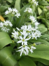 Ten Allium ursinum or Wild