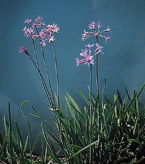 Tulbaghia violacea john rider - violacea,