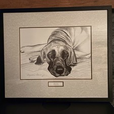“Great Dane” By Pollyanna Pickering, Art Drawing In Pencil, Framed & Glazed