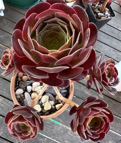 Aeonium black rose - , succulent