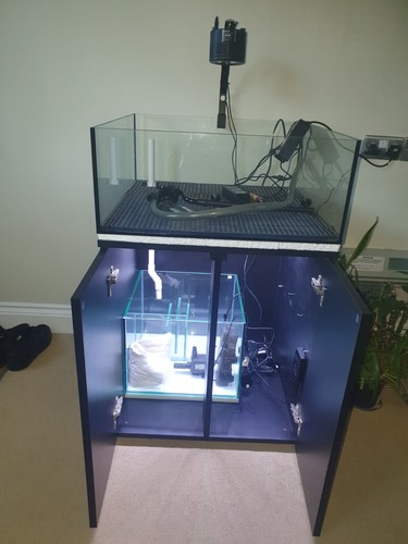 Aquarium/corals/fishtank/coral