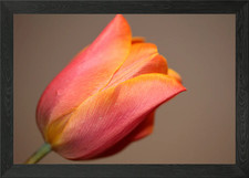 Tulip blossom close up Framed