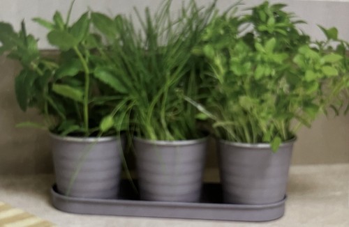 Windowsill herb planter - windowsill, 3