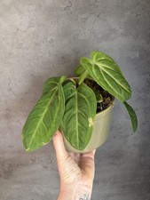 Anthurium Villenaorum Large