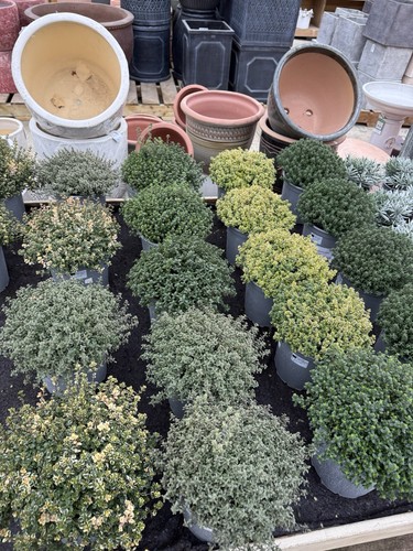 Large thyme plant xl 3 - large,