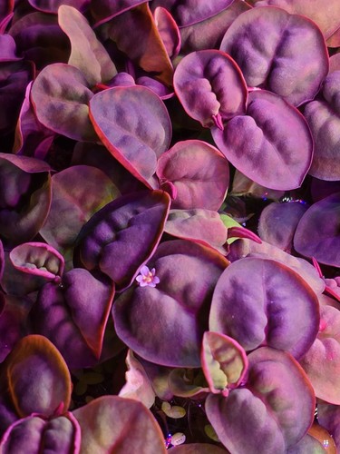 100x red root - 🌿100x, floater